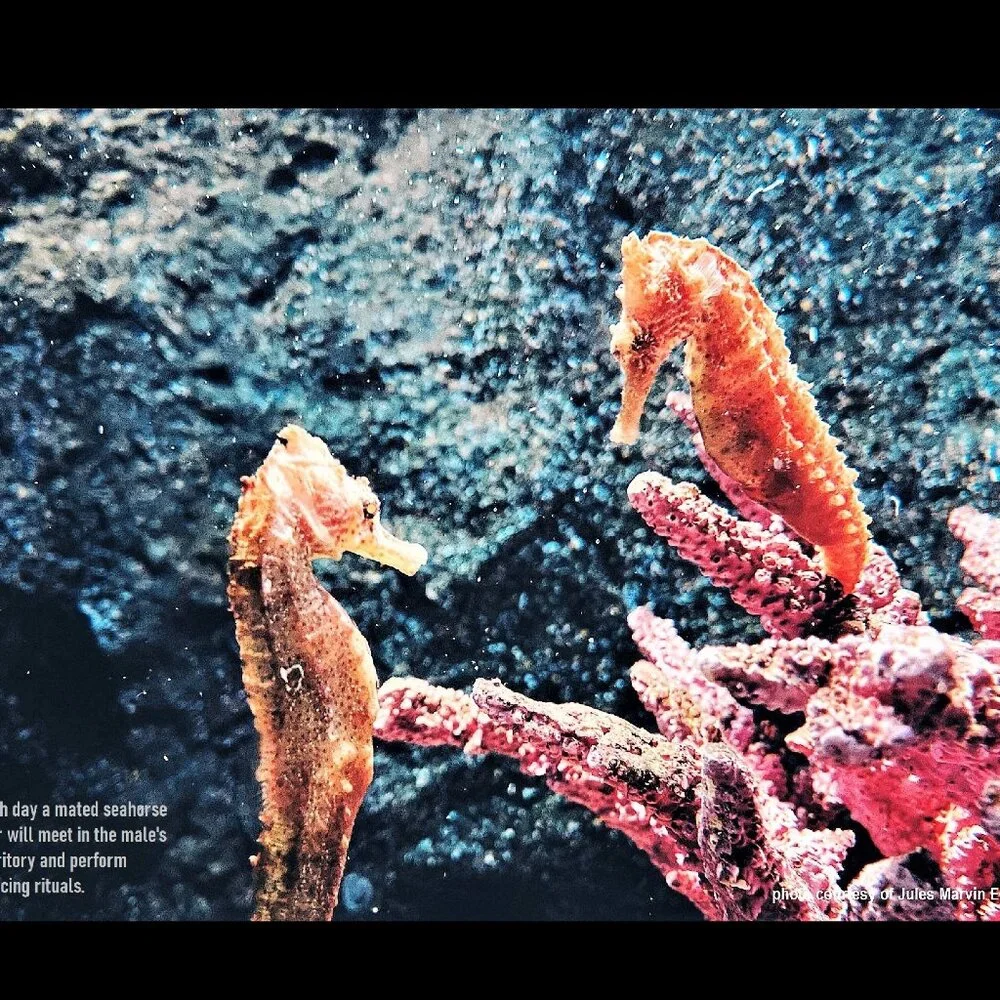 2027 Seahorse Calendar Ocean Marine Life Photography Coastal Decor Wall Calendar